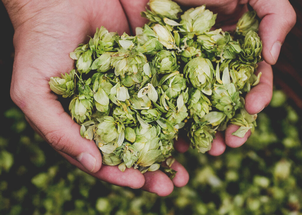 What Is Double Dry Hopped In Beer? | Druthers Brewing Company